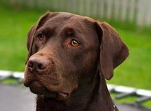 labs breeding wiki.